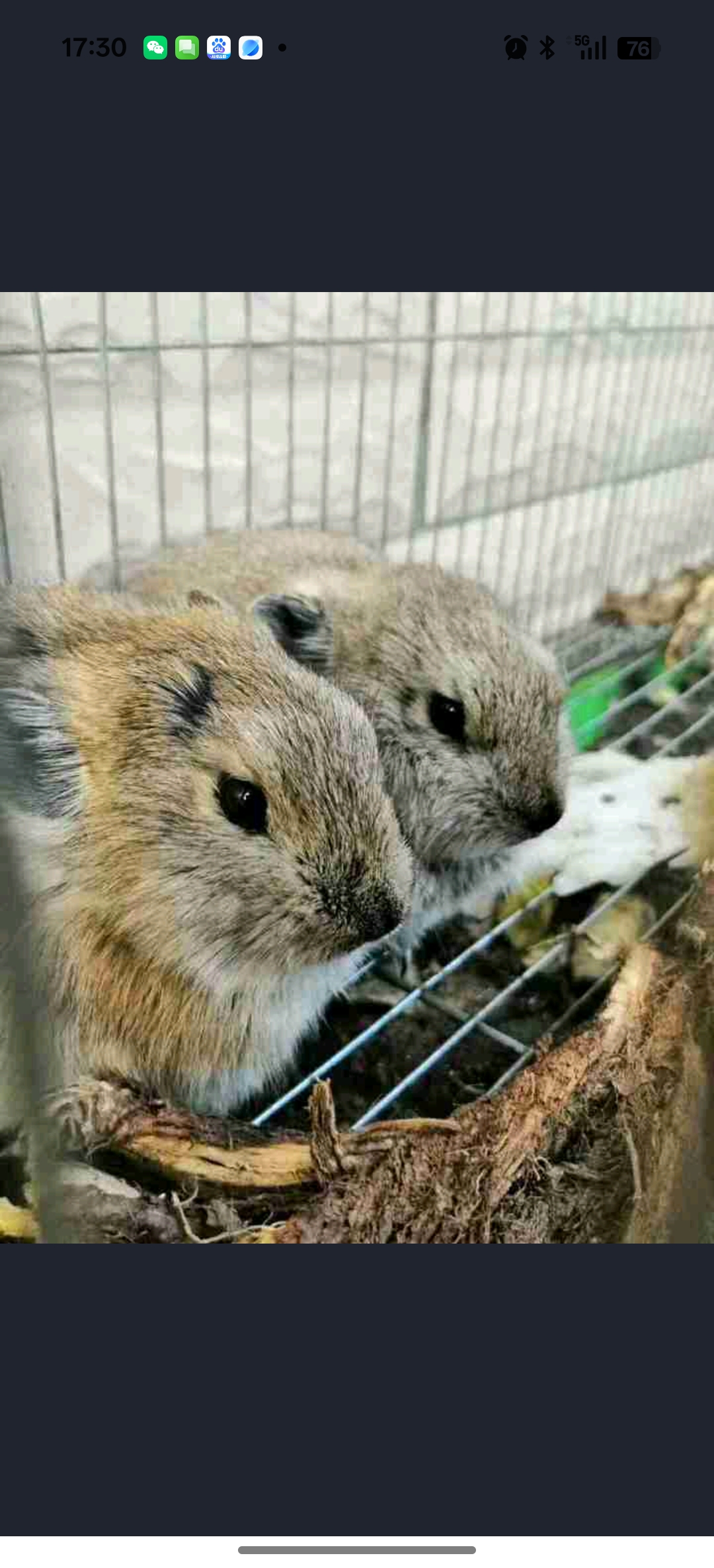 高源鼠兔